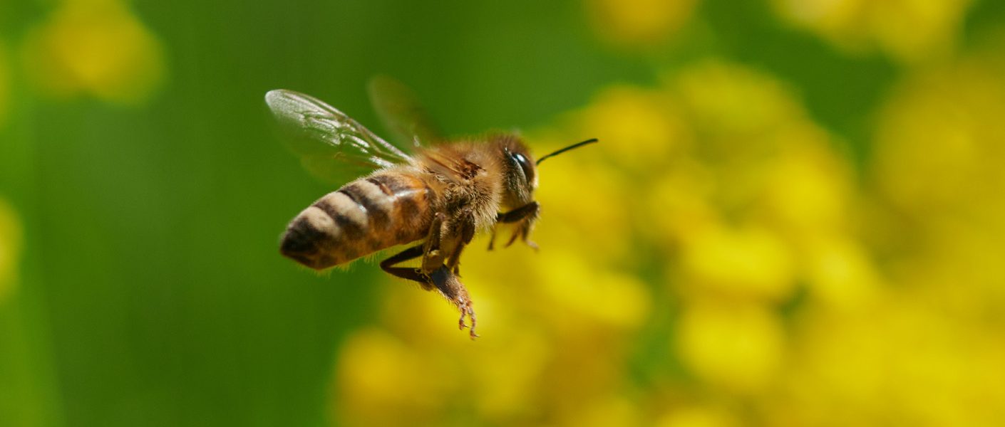 Rozsądna ochrona roślin nie powoduje masowego ginięcia pszczół