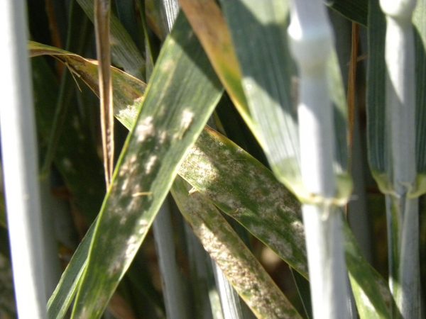 Fot. 3. Mączniak prawdziwy zbóż i traw