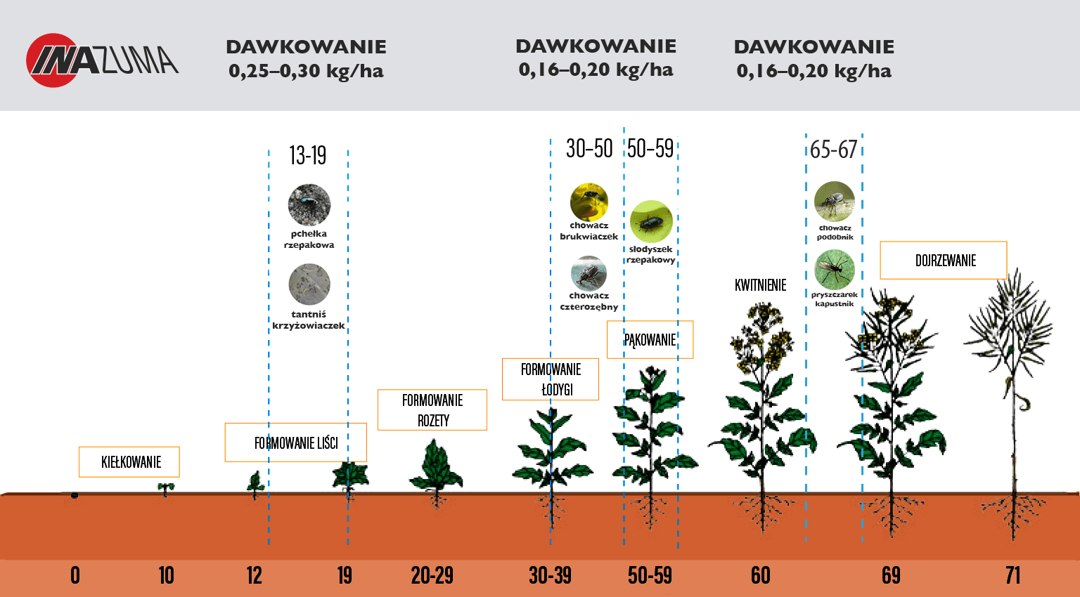 Inazuma dawkowanie w rzepaku schemat