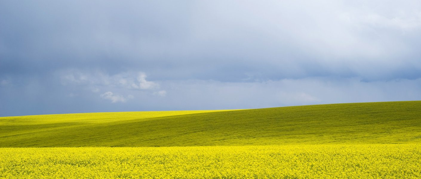 Program ochrony rzepaku Totalna Ochrona