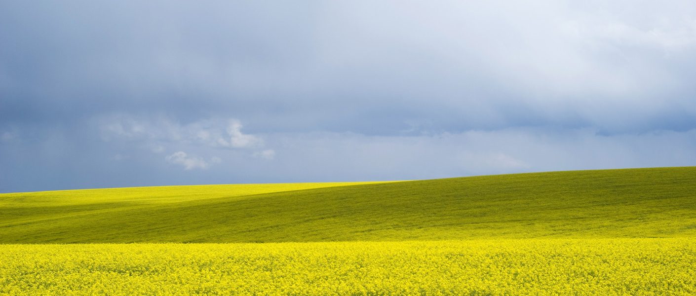 Program ochrony rzepaku Chroń Pożytecznie