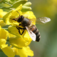 pszczola-miodna