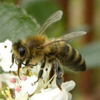 pszczola-miodna2