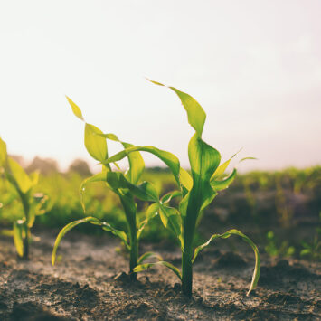 Wczesne nawożenie dolistne kukurydzy i buraków cukrowych