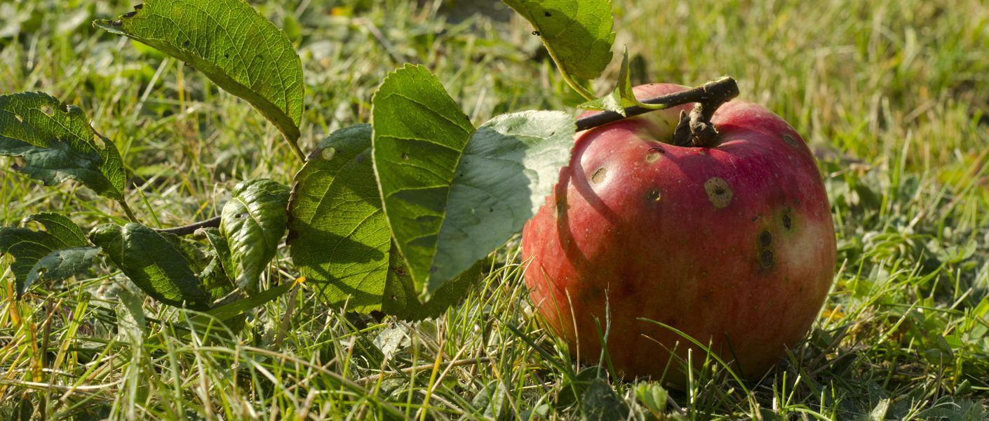 W duecie z fungicydem Topsin. Skuteczne zwalczanie parcha jabłoni. 