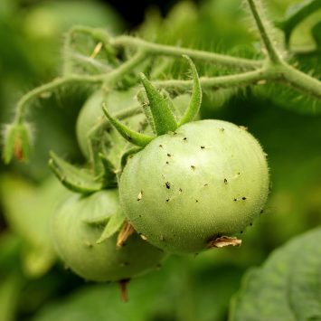 Ekonomiczna efektywność zabiegów insektycydowych na plantacjach warzywnych