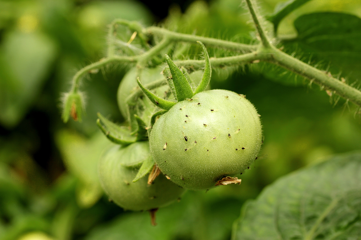 Ekonomiczna efektywność zabiegów insektycydowych na plantacjach warzywnych