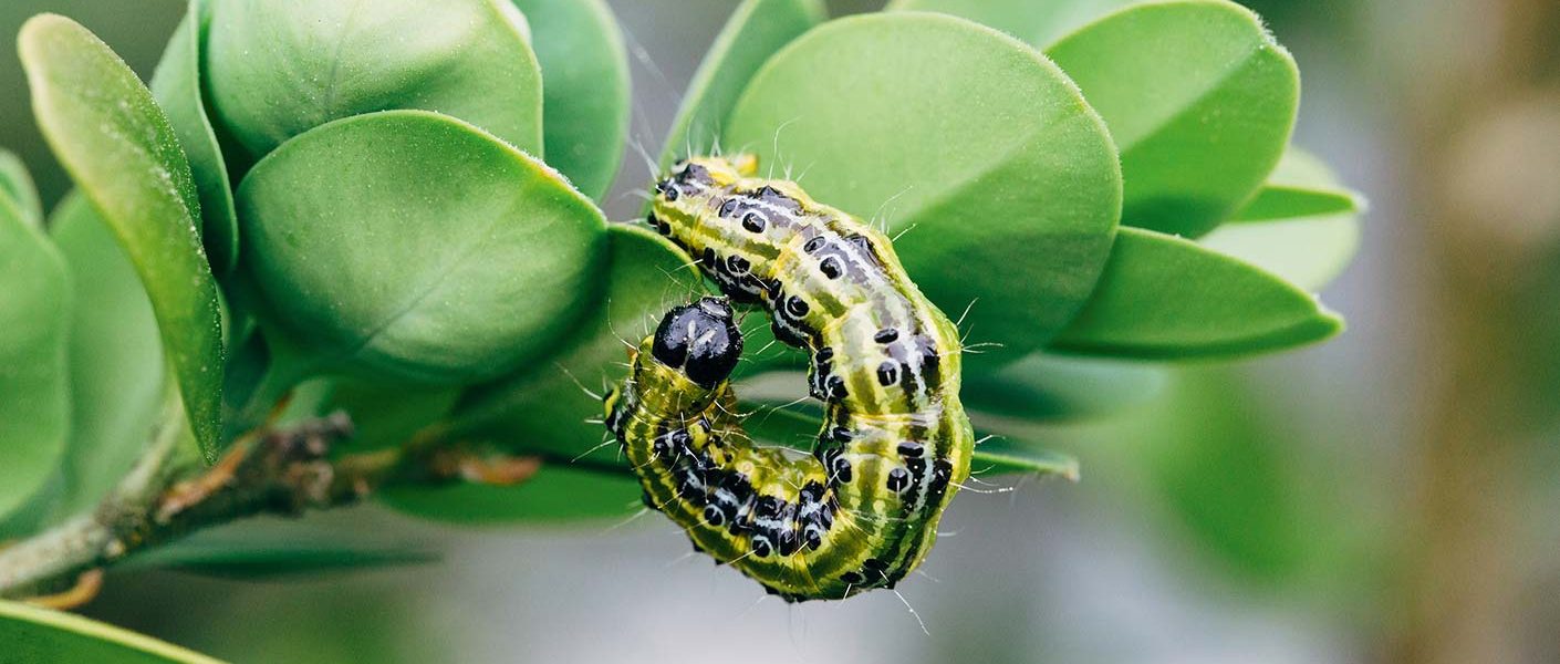 Rozszerzenie rejestracji insektycydu Mospilan 20 SP o zwalczanie ćmy bukszpanowej