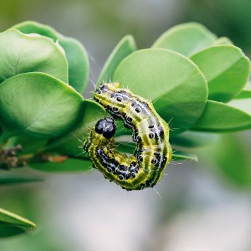 Rozszerzenie rejestracji insektycydu Mospilan 20 SP o zwalczanie ćmy bukszpanowej