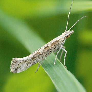 Tantniś krzyżowiaczek