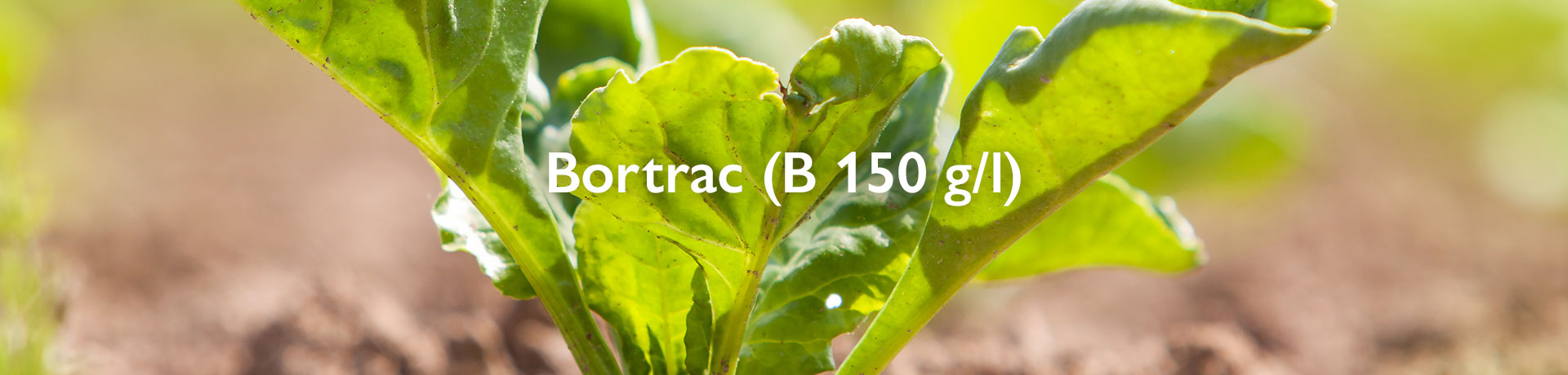 bortrac