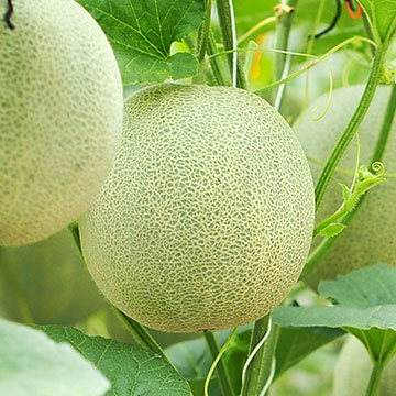 Melon