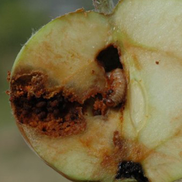 Owocówka jabłkóweczka