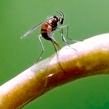 Pryszczarek kapustnik