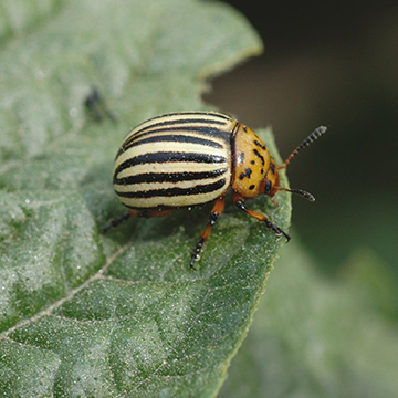 Stonka ziemniaczana