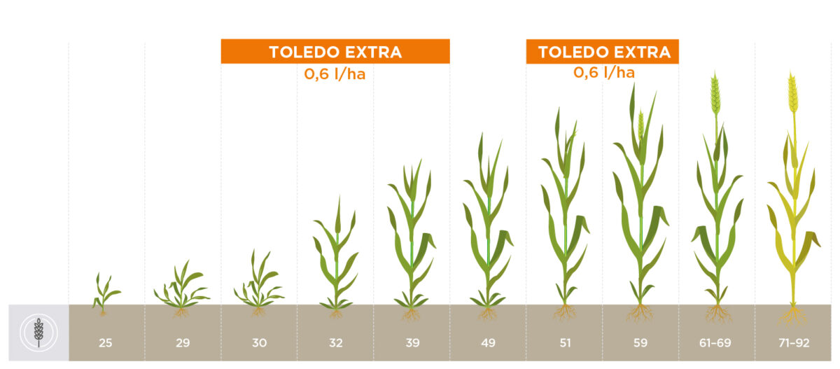 stosowanie toledo extra w zbożach