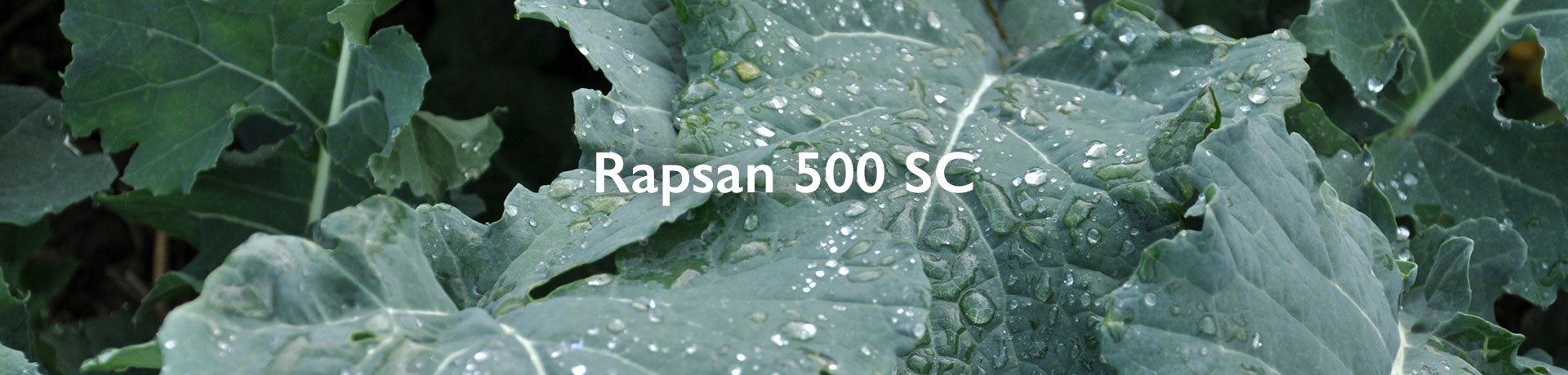 rapsan 500 sc