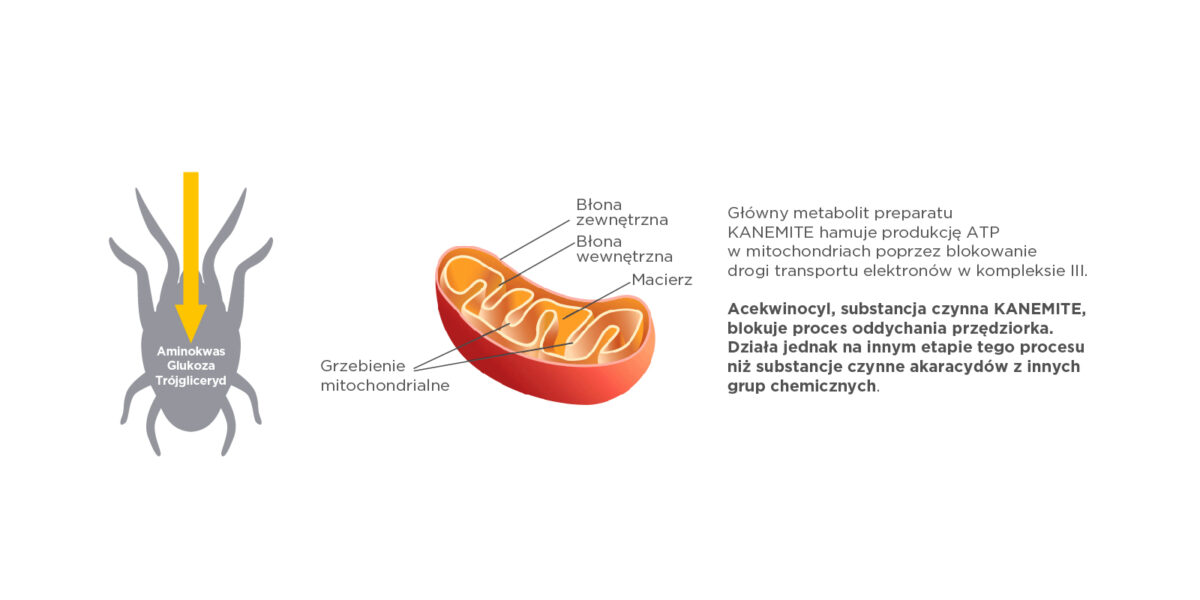 kanemite mitochondrium