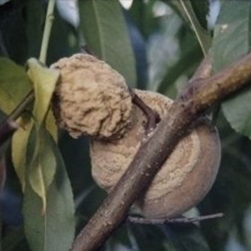 Brunatna zgnilizna drzew pestkowych