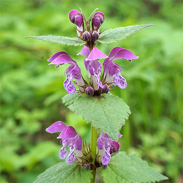 Jasnota purpurowa