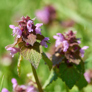 Jasnota purpurowa