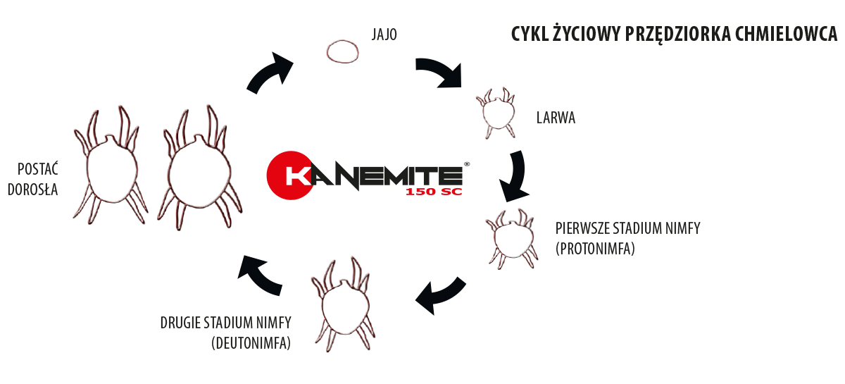 kanemite cykl zyciowy przedziorka chmielowca