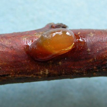 Leukostomoza drzew pestkowych