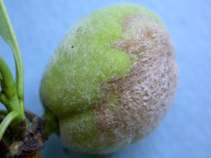 Mączniak prawdziwy brzoskwini