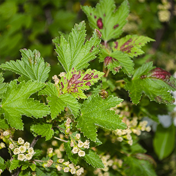 Opadzina liści porzeczki