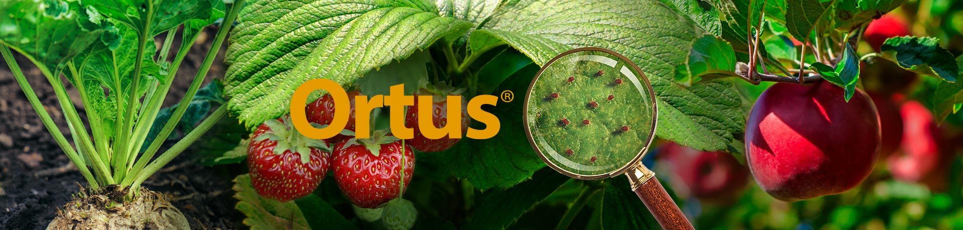 Ortus 05 SC