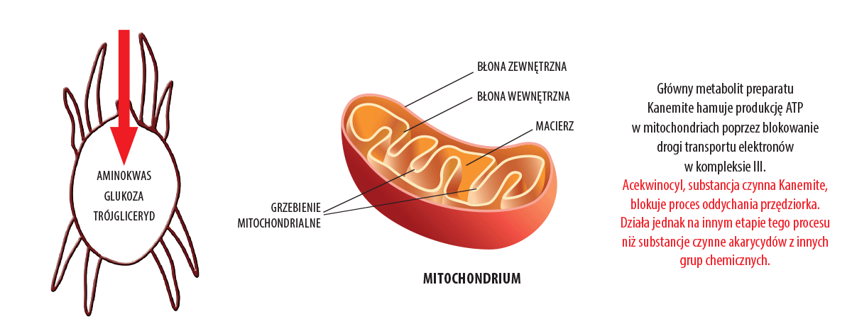 kanemite mitochondrium