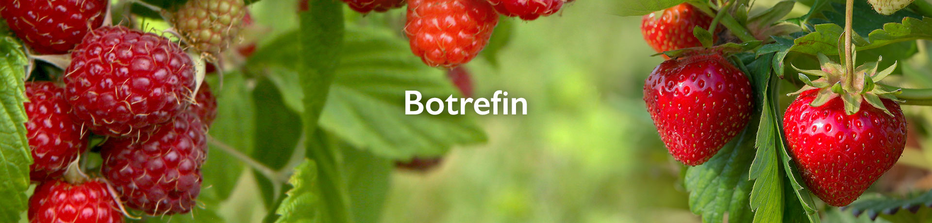 botrefin