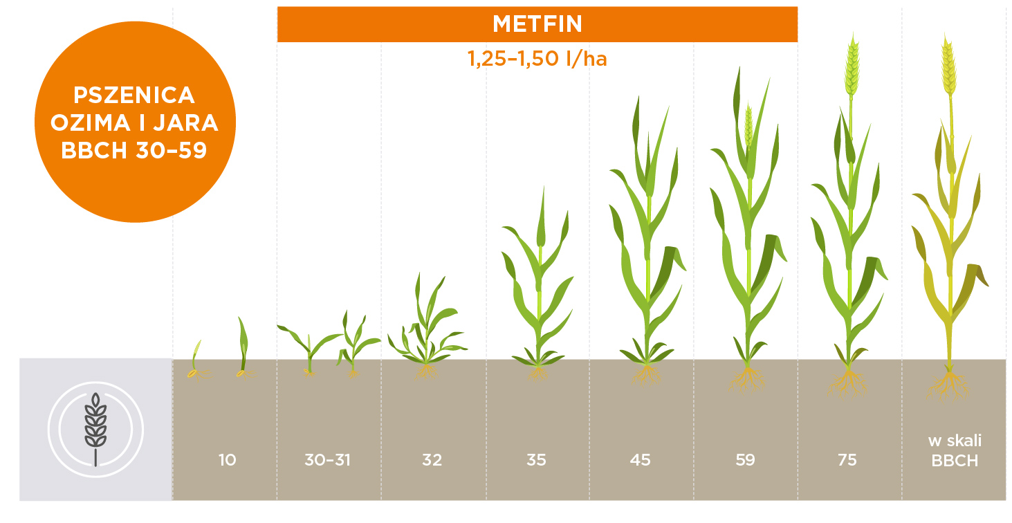 metfin stosowanie w pszenicy