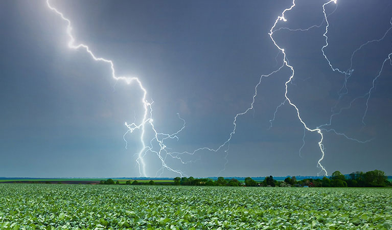 Insektycyd Inazuma 130 WG