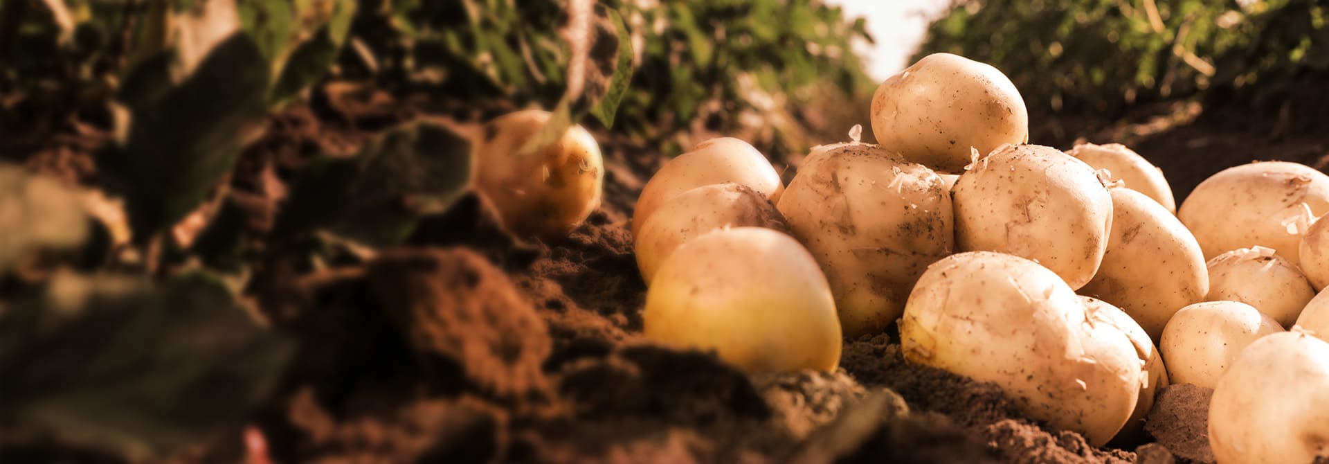 Herbicyd i desykant Mizuki