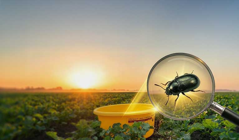 Jak monitorować szkodniki rzepaku?