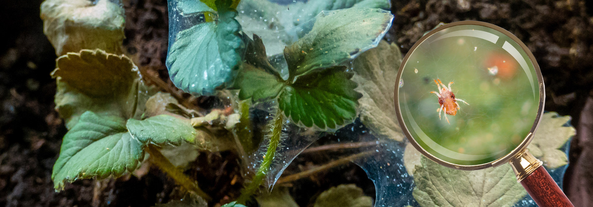 Akarycyd Ortus 05 SC