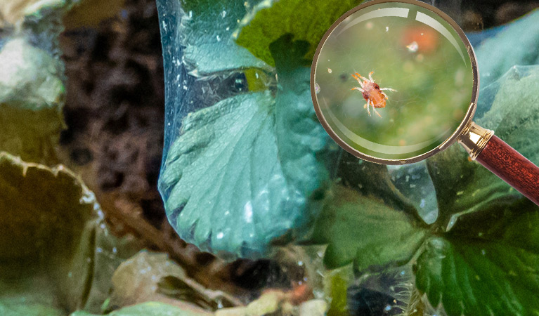 Akarycyd Ortus 05 SC