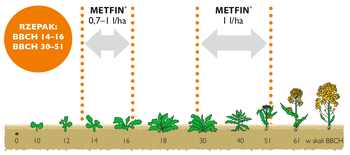 Metfin - ochrona fungicydowa rzepaku i zbóż | Sumi Agro Poland