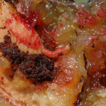 Owocówka śliwkóweczka