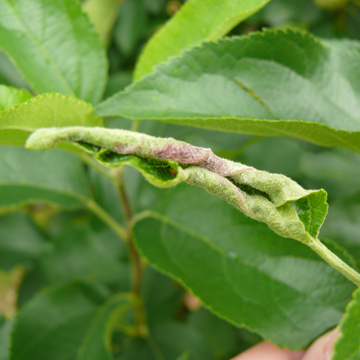 Pryszczarek jabłoniak