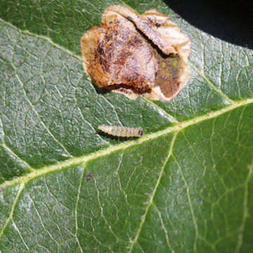 Toczyk gruszowiaczek