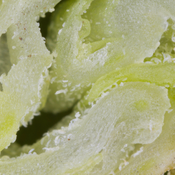 Wielkopąkowiec porzeczkowy