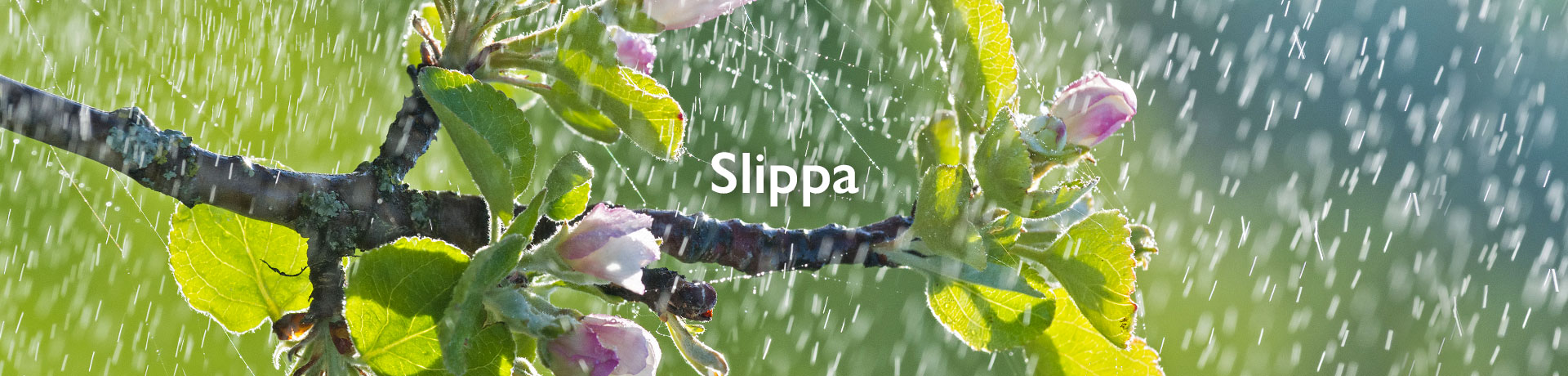 slippa