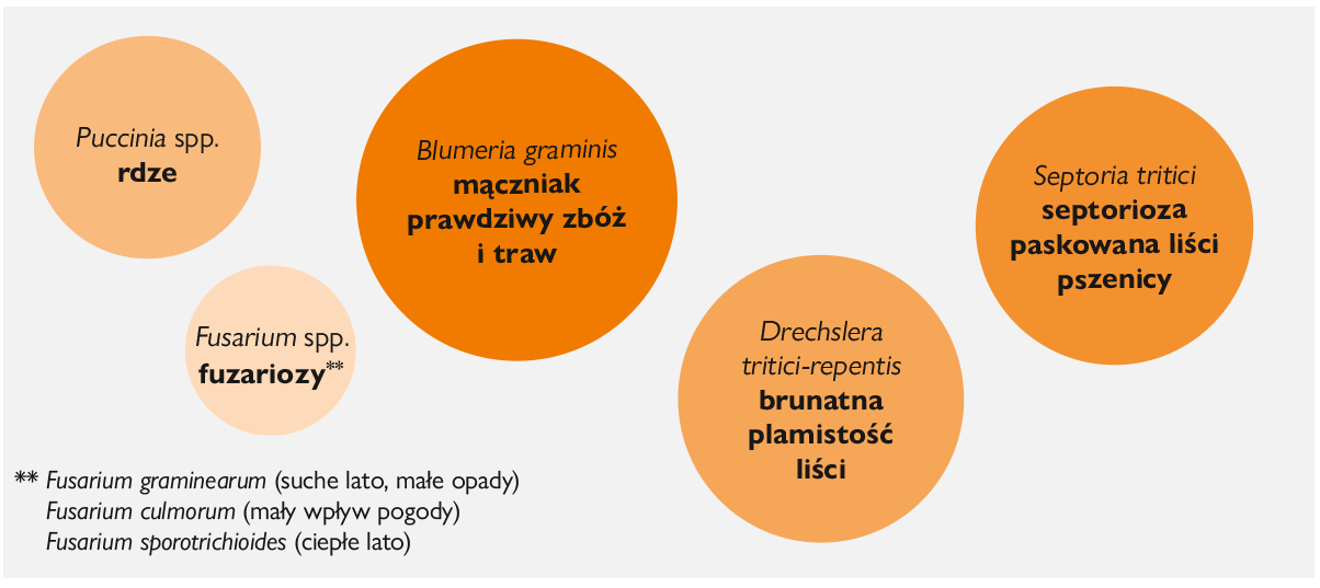 choroby zbóż w Polsce