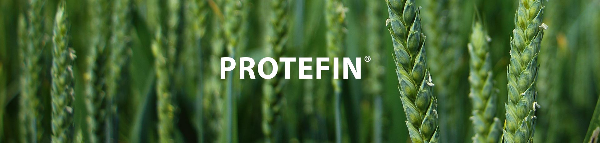 protefin