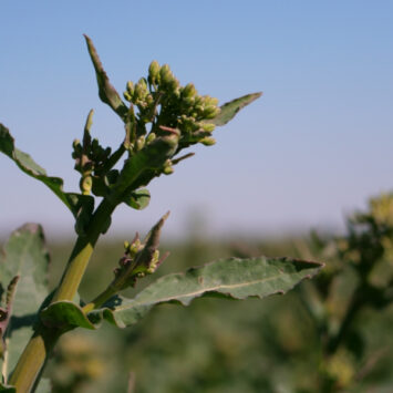 zwalczanie słodyszka i innych szkodników rzepaku