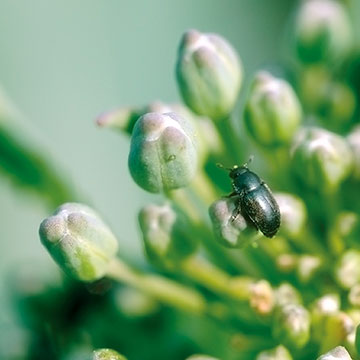 Słodyszek rzepakowy