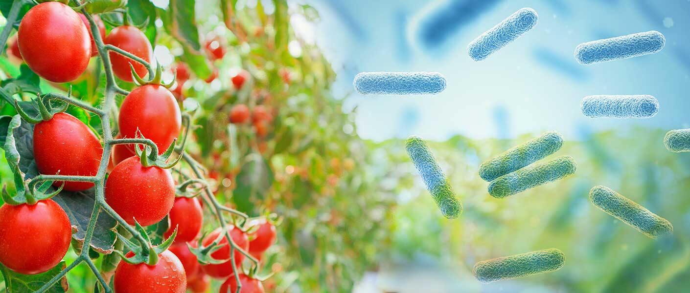 Nowa, skuteczna substancja czynna do walki z chorobami grzybowymi i bakteryjnymi roślin z Futureco Bioscience