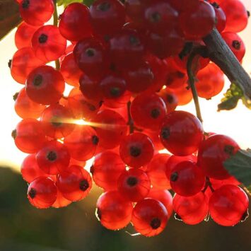 Sumi Agro Poland ponownie wzięło udział spotkaniu ramach projektu Porzeczkowa Demo Farma